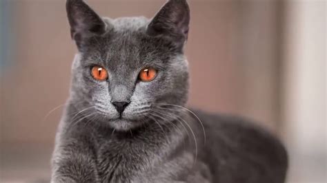 Top 10 Most Beautiful Cat Breeds Youtube