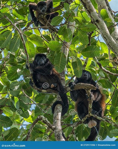 El Mono Aullador En Una Rama De La Selva Tropical De Panama Foto De