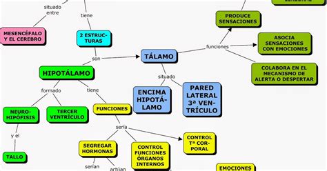 43 Mapa Conceptual Del Sistema Nervioso Y Endocrino Png Boni