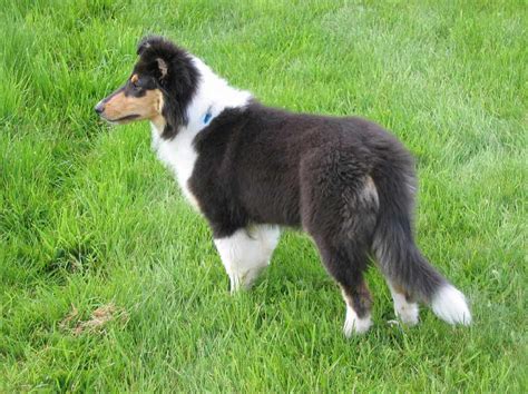 Scotch Collie Dog Breed Information Pictures And More