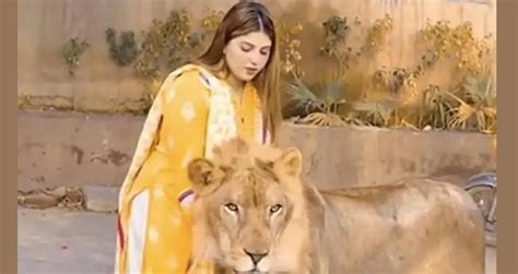 Young Woman Petting Lion Shocks Social Media Watch The Video Time News