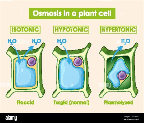 Diagram Showing Osmosis In Plant Cell Illustration Stock Vector Image
