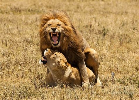 Afrikaanse dieren en liefde; 7 bijzondere relaties » 1 2 Travel Africa