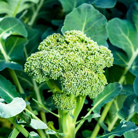 How To Grow Broccoli From Seed