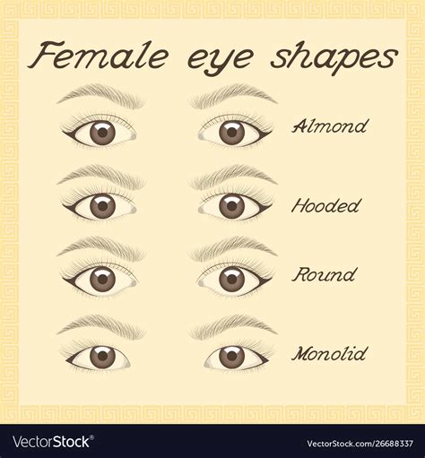 Eye Shapes And Types Various Female Eye Shapes Vector Image