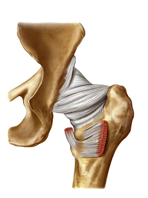 Hip Joint Photograph By Asklepios Medical Atlas The Best Porn Website