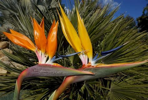 Yellow Bird Of Paradise Mandelas Gold Married To Plants