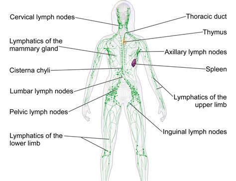 A New Approach To Manual Lymphatic Drainage