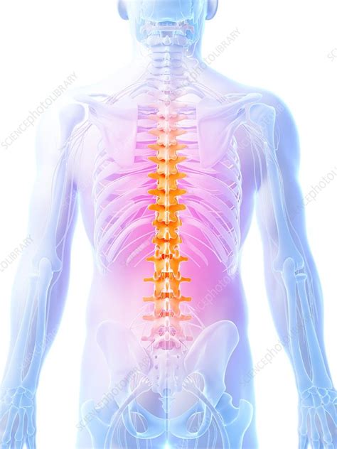 Human Spine Illustration Stock Image F0107028 Science Photo Library