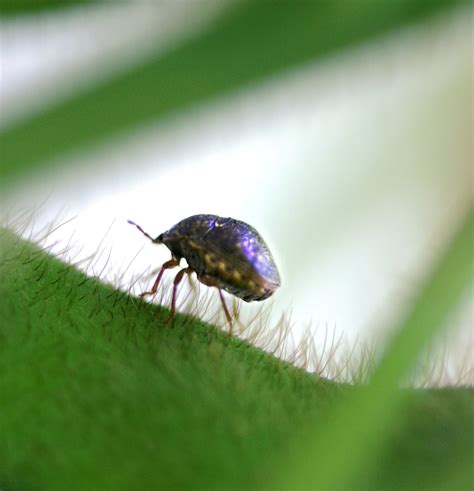 Invasive Kudzu Bug Found In Maryland Soybean Growers Warned To Monitor
