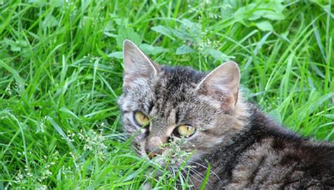 Fel d1 is very tiny, one tenth. What Plants Are Cats Allergic To? | Animals - mom.me