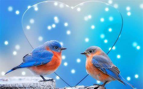 View Bird Wallpaper Download Hd Png Birdy World