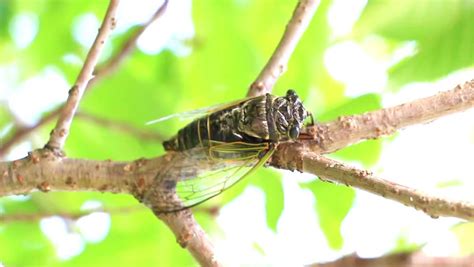 Cicada sounds and sound effect for download. Cicada Take Off After Singing Stock Footage Video 4766366 ...