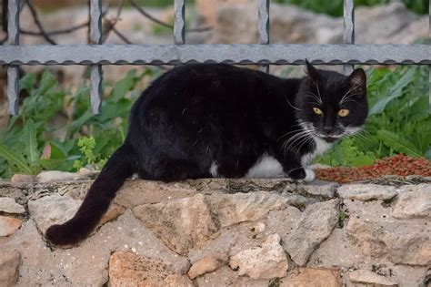 You can start feeding a stray a little bit of cat chow or canned food and plenty of fresh water. Importance Differences Between Stray And Feral Cats-And ...
