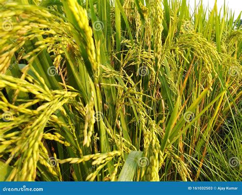 Rice Plants In Agriculture Field Dhaan Stock Image Image Of Food