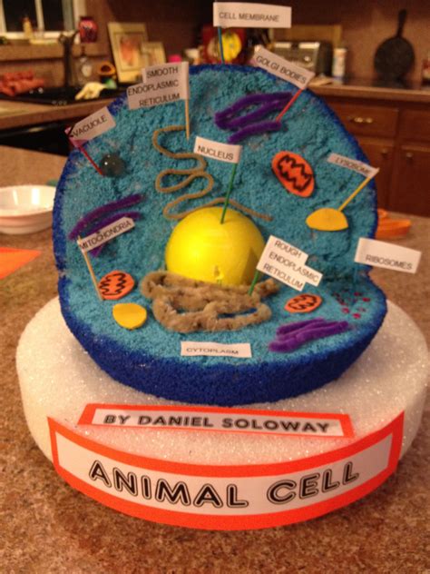 Dans Animal Cell Project Animal Cell Project Cell Model Animal Cell