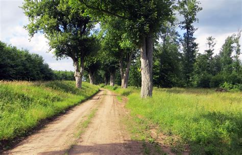 Free Images Landscape Tree Nature Forest Trail Dirt Road