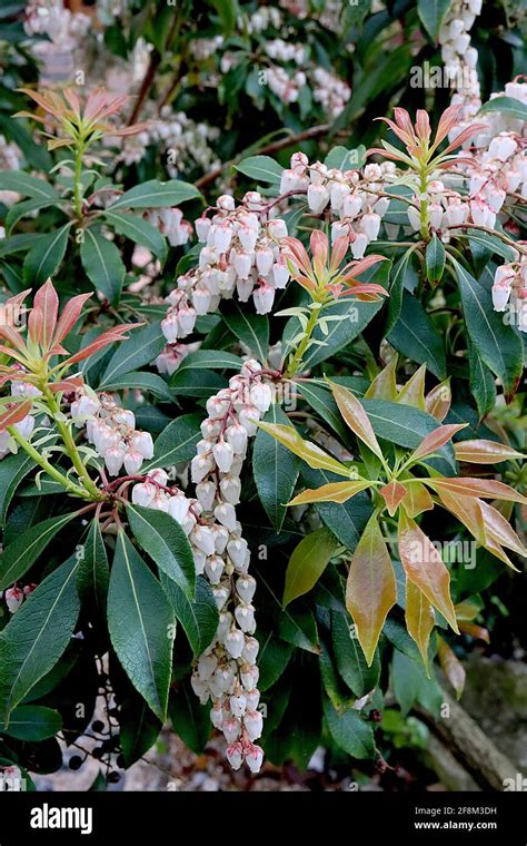 Pieris Japonica ‘forest Flame Japanese Pieries Forest Flame Red