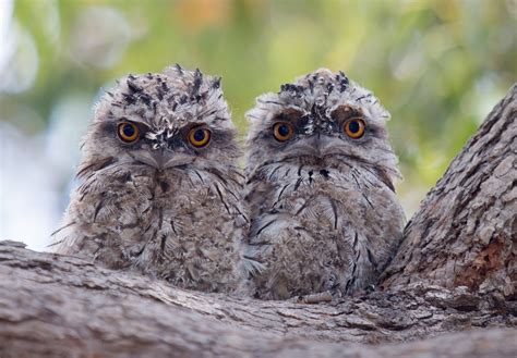 Two Disheveled Owlet On Tree Bark Wallpapers And Images Wallpapers