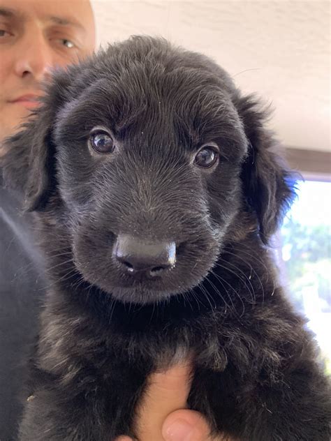 Quality upstate breeders dedicated to providing happy and healthy puppies to families throughout ny, nj, ma and vt. German Shepherd Puppies For Sale | Sun City, AZ #299725