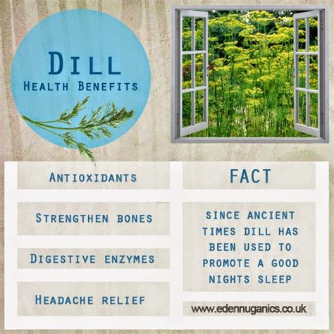 eden nuganics blog 6 health benefits and uses of dill