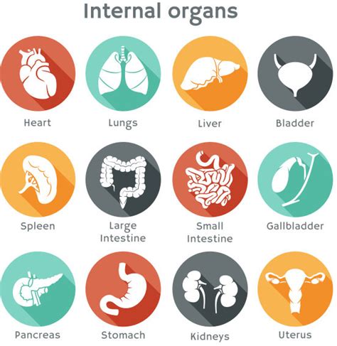 Different Internal Organs Vector Icons Vectors Graphic Art Designs In