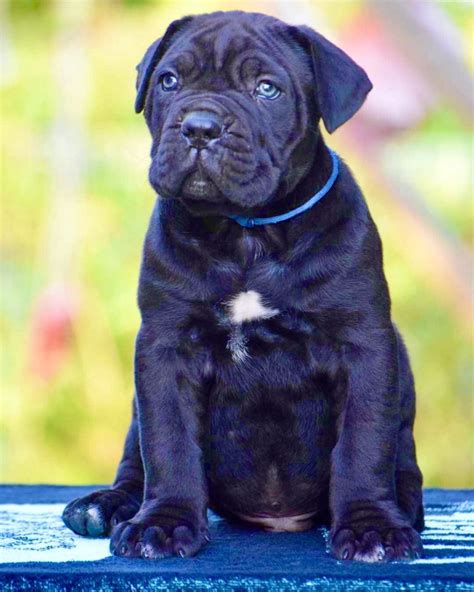 Buy Cane Corso Puppies for Sale | Dav Pet Lovers