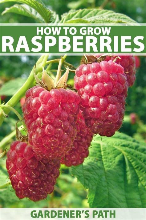 Organic Gardening Growing Raspberries Grow Raspberries Raspberry Plants