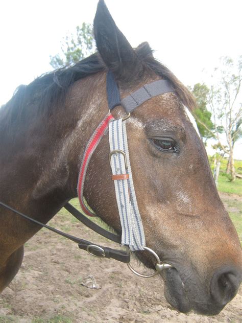 Belt Horse Bridle