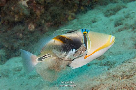 A Lagoon Triggerfish Rhinecanthus Aculeatus Filtering Sand Out Its