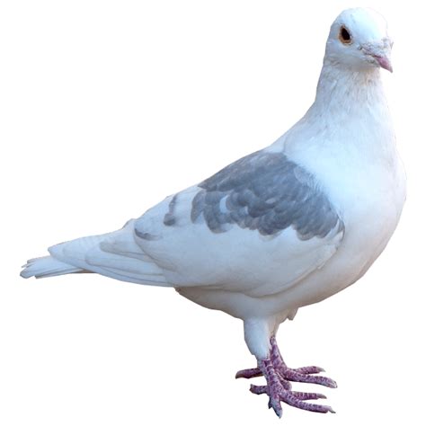 Columbidae Domestic Pigeon Release Dove Bird Pagani Png Download