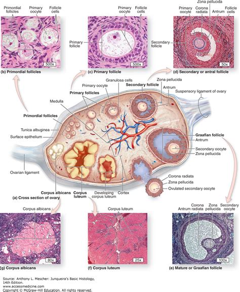 Female Reproductive System The Histology Guide Images And Photos Finder