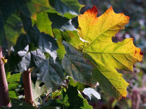 Young Maple Tree With Green Leaves In The Autumn Sun With One Colorful