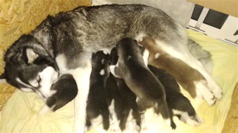 Litter Of Siberian Husky Puppies In Poole Dorset Gumtree