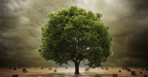 Scientists Have Drafted A Complete Tree Of Life | Gizmodo Australia