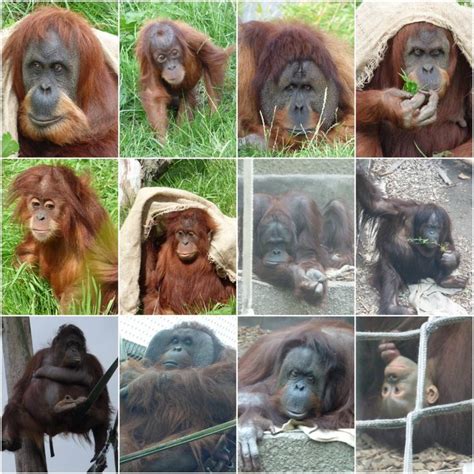 The Sumatran And Bornean Orangutans Of Chester Zoo Zoochat Bornean