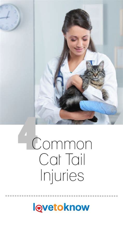 Your Kittys Tail Is An Extension Of Her Spine So Any Cat Tail Injury