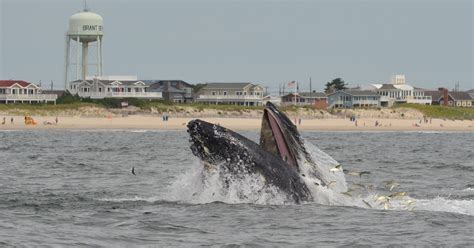 Whale sightings in NJ: 7 amazing encounters at the Jersey Shore