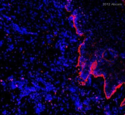 Sprawdź cenę i zamów odczynniki laboratoryjne do biologii molekularnej oraz testy w gentaur polska. Results for "Dylight® conjugated secondaries" | Abcam ...