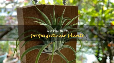 How To Propagate Air Plants A Guide To Growing Your Own Indoor Garden