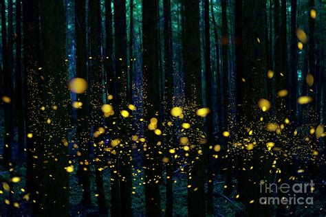 Fireflies In The Night Forest Photograph By Hiroya Minakuchi Pixels