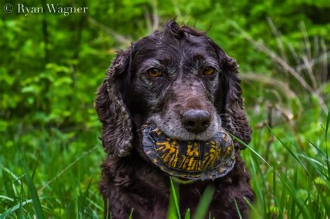 Dogs can become anxious, much like people do. Field Life: Turtle Dogs