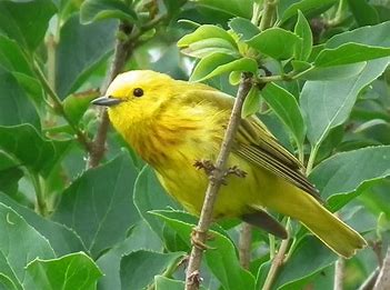 Image result for yellow warbler