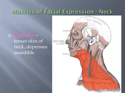 Ppt Muscles Of The Facial Expressions Powerpoint Presentation Free