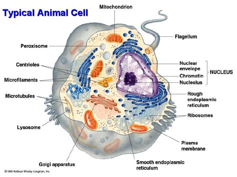 Typical Animal Cell