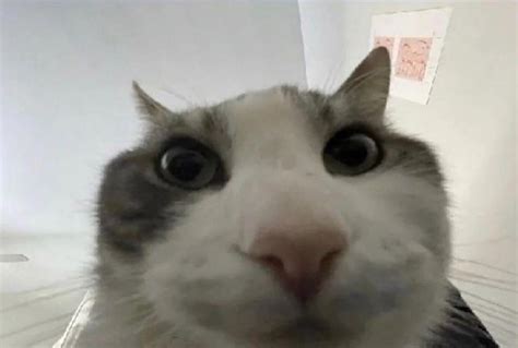 Cat Looks Inside Reaction Image Cat Looks Inside Know Your Meme