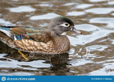 Portraint Of A Female Wood Duck Stock Image Image Of Bird Green