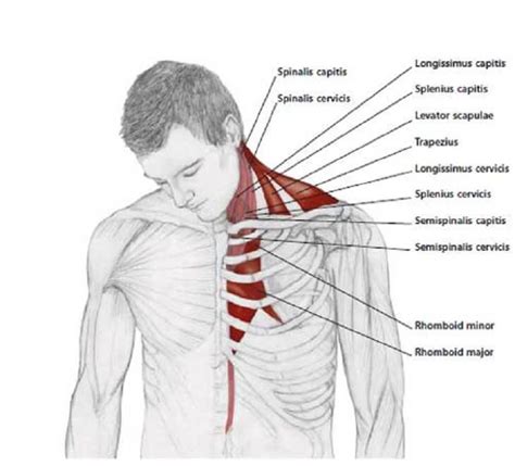 How To Release Tension In Your Neck 4 Shoulder Stretching Exercises
