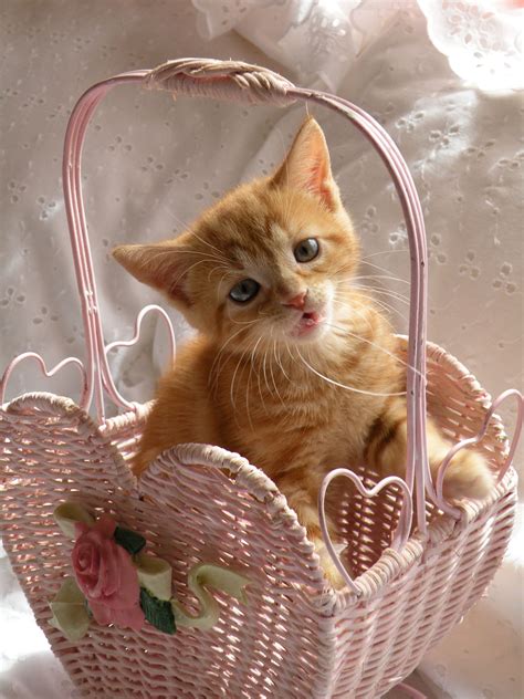 Baskets Of Love Cute Cats And Kittens Kittens Cutest Cute Animals