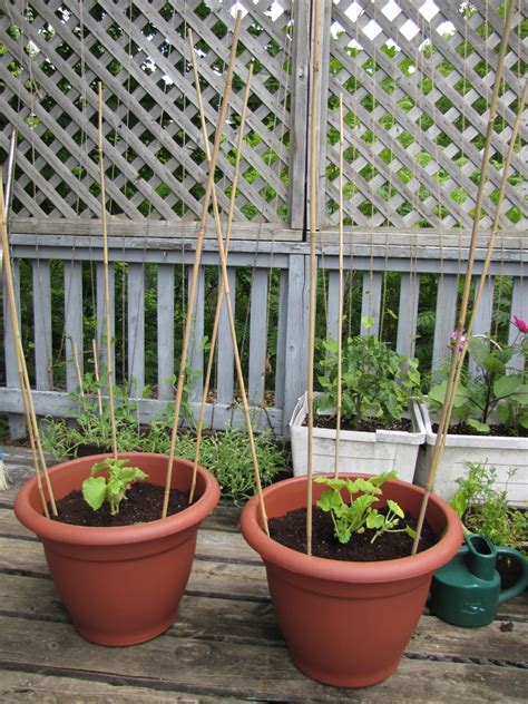 The best way to ensure healthy, productive vegetables when growing in containers is to use rich soil. Bunty's Balcony: The "Two Sisters" of Life: Planting Squash & Beans Together